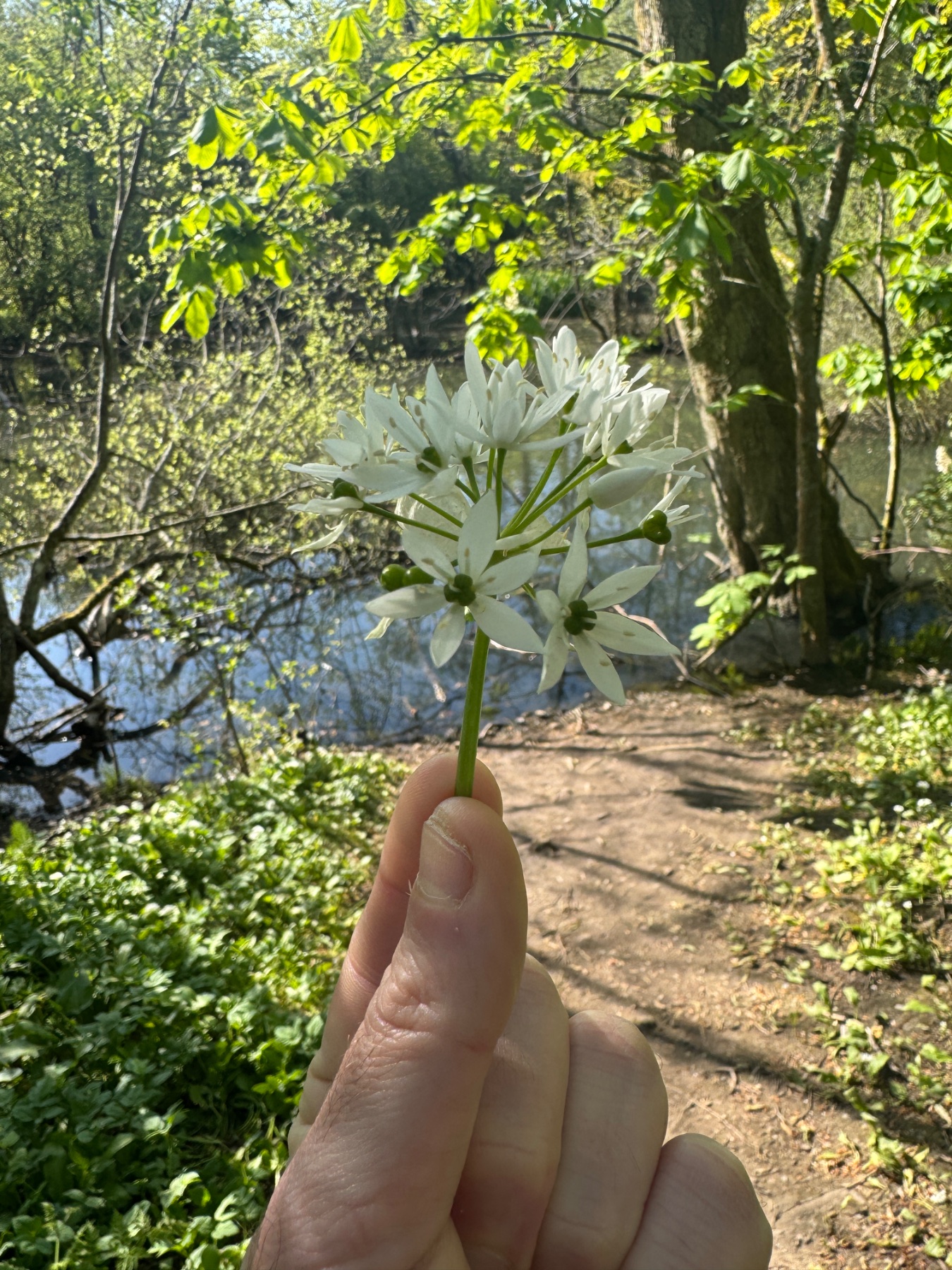 Photo captioned: wild garlic